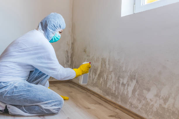 Licensed Mold Testing service in Gig Harbor, WA - WQB Mold Removal